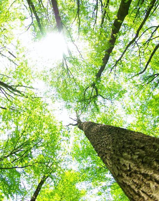 Contact Gotara. Image looking up to a sunny sky through hardwood trees with green leaf canopy.